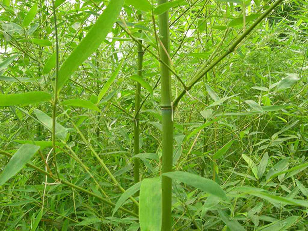 早園竹園林綠化植物 早園竹園林綠化植物