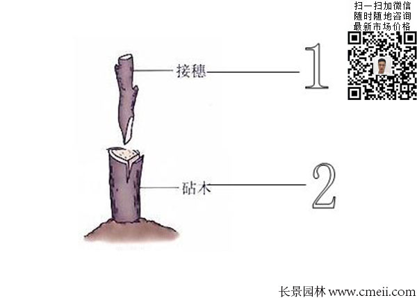 嫁接苗實(shí)生苗 嫁接苗實(shí)生苗