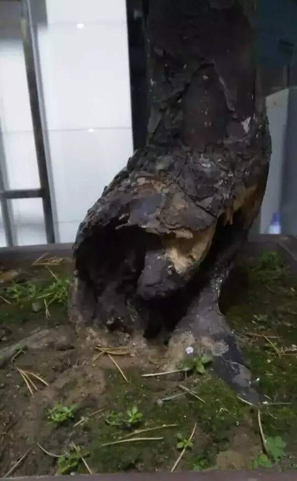 天?？惺车臉?shù)樁