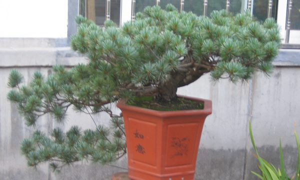 五針?biāo)稍煨?/> </p><p>
	五針?biāo)芍仓贻^矮，生長(zhǎng)緩慢，葉短枝密，姿態(tài)高雅，樹形優(yōu)美，是制作盆景的上乘樹種，制作出的五針?biāo)傻脑煨颓ё税賾B(tài)，觀賞性非常好。</p>
      </div>



      
    </article>
  </main>

</div>
<footer id=
