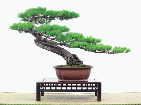 有著百變?cè)煨椭醯奈遽標(biāo)墒窃鯓訜挸傻?/><br/></div><p><strong>(1）取、審材</strong><br/>我國(guó)引種栽培五針?biāo)?，由于結(jié)實(shí)少，且多發(fā)育不良，種粒<a href='http://www.theologicalmodesty.com/huahaijianshe/138890.html' target='_blank'>發(fā)芽率</a>低，故多采用嫁接法繁殖。<br/>盆栽五針?biāo)?，是制作五針?biāo)膳杈暗闹饕牧稀Ｋ母?，可否顯露，樁干有無(wú)彎度，哪些地方突出好看，都要仔細(xì)審視一番。通過(guò)審材，找出好觀賞面。五針?biāo)捎^賞價(jià)值高低，在于姿色的奇妙與否。通過(guò)審材，進(jìn)行藝術(shù)取舍，決定部分根、枝、干、針葉的去留。<br/><strong>(2）上盆</strong><br/>①選盆：五針?biāo)勺藨B(tài)清秀古雅、翠葉蔥籠，宜用外型古雅，色澤深沉的紫砂陶盆。懸崖式用中深圓形盆或正方盆；斜干式、直干式則用長(zhǎng)方形盆或橢圓盆；曲干式用稍深的馬槽盆；合栽式用較淺長(zhǎng)方形盆，其大小可視樹(shù)形而選定。<br/>②用土：栽植五針?biāo)傻呐柰烈擞觅|(zhì)地疏松、肥沃的微酸性土，按輕壤60%，砂土3o%a與腐殖土to％的比例以及腐熟餅肥1份混合使用，PH值5-6最宜。<br/>③栽植：五針?biāo)缮吓柙灾惨源杭拘氯~吐芽前3月左右最好，也可在秋季新枝成長(zhǎng)后8月中旬至9月進(jìn)行。上盆前修剪傷根、爛根，剪短粗根，在剪口上涂蠟，以防松脂外流。栽時(shí)盆土要稍干，盆底墊一層碎瓦片及粗砂之類，以利排水透氣。<br/>④造型與布局：五針?biāo)芍l自然形成層片，層次分明，線條清晰；生長(zhǎng)緩慢，枝干上無(wú)不定芽萌發(fā)，因此不耐修剪。粗枝不易屈曲，蟠扎造型必須從幼齡樹(shù)開(kāi)始，五針?biāo)稍煨蛻?yīng)以吊扎為主，結(jié)合修剪，作為基本方法。<br/>制作五針?biāo)膳杈?，和其它?盆栽五針?biāo)?，是制作五針?biāo)膳杈暗闹饕牧?。它的根爪，可否顯露，樁干有無(wú)彎度，哪些地方突出好看，都要仔細(xì)審視一番。通過(guò)審材，找出好觀賞面。五針?biāo)捎^賞價(jià)值高低，在于姿色的奇妙與否。通過(guò)審材，進(jìn)行藝術(shù)取舍，決定部分根、枝、干、針葉的去留。<br/><br/><strong>制作五針?biāo)膳杈?，和其它盆景一樣，要注重盆面的布局，要講究自然，給人以舒適的美感。</strong><br/>盆面布局，應(yīng)有疏有密，或“疏能走馬”，或“密不通風(fēng)”。要突出主體，在一盆中，合栽幾株五針?biāo)?，要突出主體，其余則為烘托與陪襯。<br/>盆面布局，要講究層次，這在盆中表現(xiàn)為粗細(xì)、大小的對(duì)比。細(xì)到一枝一根上下功夫，使之形象生動(dòng)，景中有景。樹(shù)樁的枝干、針片，各占盆面多少位置，樹(shù)、石、亭、橋、屋宇、人物小品等配件的大小，要精心安排，恰到好處，突出盆景主題。總之充分運(yùn)用藝術(shù)造型和造景手法以提高盆景的整體藝術(shù)美。<br/><br/></p><div align=