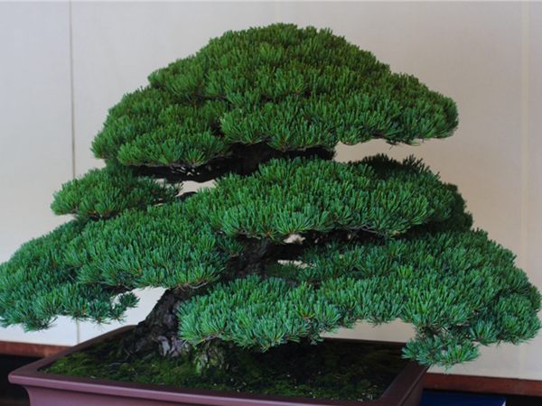有著百變?cè)煨椭醯奈遽標(biāo)墒窃鯓訜挸傻?/><br/></div><p><strong>盆景的養(yǎng)護(hù)</strong><br/>(1）澆水<br/>盆土表面見(jiàn)干即澆透水。五針?biāo)上财赏粒膳柰灵L(zhǎng)濕不干。喜葉水，可常噴葉水。五針?biāo)上矟駶?rùn)空氣，夏、秋天氣干燥時(shí)，要進(jìn)行地面噴水，以增加小環(huán)境的空氣濕度。<br/>(z）施肥<br/>五針?biāo)刹幌泊蠓?、濃肥，施肥過(guò)多易傷根。在缺肥控水的情況下，可促其長(zhǎng)成蒼老的姿態(tài)?？稍?-5月和9-11月，每月施淡肥水一次，6-8月不宜施肥。對(duì)幼樹(shù)可多施春肥，以加快生長(zhǎng)，對(duì)成樹(shù)可在秋季多施一些肥，以利保型和越冬需要。<br/>(3）修剪<br/>五針?biāo)尚藜糁饕钦?，控制生長(zhǎng)，保持樹(shù)形美觀。一般在每年3-4月間，新芽伸長(zhǎng)而未成針前，可視情況摘掉部分芽。如頂芽過(guò)密，長(zhǎng)勢(shì)旺盛可以多摘，反之少摘，摘芽宜在晴天進(jìn)行，傷口易愈合。此外還要根據(jù)樹(shù)形美的需要來(lái)考慮適度修剪，剪去過(guò)密枝、弱枝、枯枝以及多余枝條。枝條剪除宜在秋后進(jìn)行，為防止傷口流脂，應(yīng)及時(shí)用蠟封口為好。<br/>(4)病蟲(chóng)害防治<br/>五針?biāo)沙Ｒ?jiàn)葉銹病、根腐病、煤污病，介殼蟲(chóng)、蚜蟲(chóng)、紅蜘蛛等為害，可于冬季噴灑30倍石硫合劑或用農(nóng)藥予以防治。同時(shí)要注意通氣透光，盆土不宜過(guò)濕，以利于防治病蟲(chóng)害。<br/></p>
      </div>



      
    </article>
  </main>

</div>
<footer id=