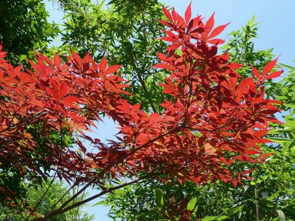 紅楓作衫，白楊為裙，美的傾國傾城！
