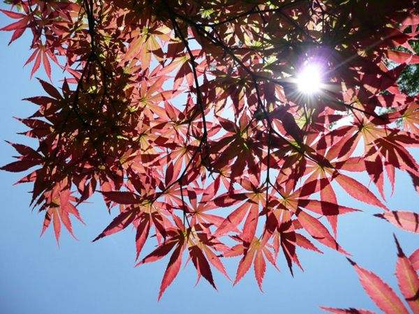 紅楓作衫，白楊為裙，美的傾國傾城！