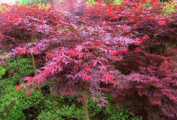 紅楓作衫，白楊為裙，美的傾國傾城！