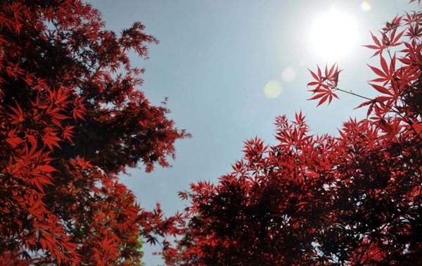 紅楓作衫，白楊為裙，美的傾國傾城！