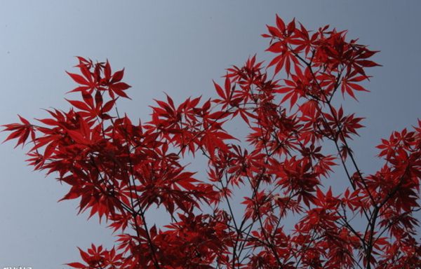 紅楓作衫，白楊為裙，美的傾國傾城！