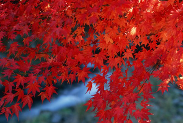 紅楓作衫，白楊為裙，美的傾國傾城！