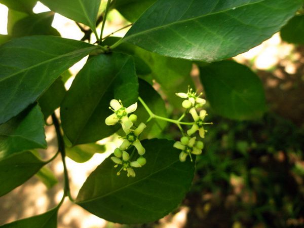 膠東衛(wèi)矛花 膠東衛(wèi)矛花