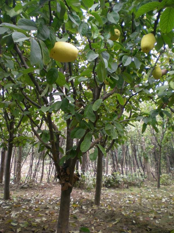 木瓜樹(shù) 木瓜樹(shù)