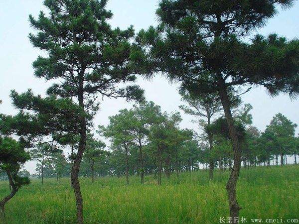 沭陽黑松的價(jià)格 沭陽黑松的價(jià)格