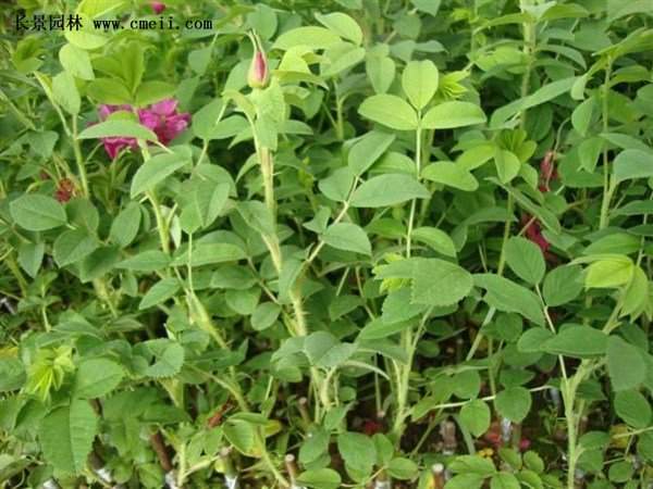 物美價(jià)廉的食用玫瑰在哪買？