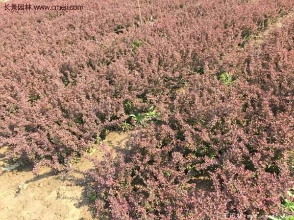 沭陽(yáng)基地的紅葉小檗 沭陽(yáng)基地的紅葉小檗