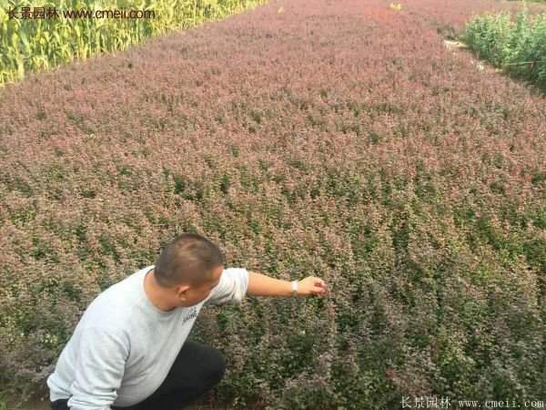 沭陽(yáng)基地的紅葉小檗 沭陽(yáng)基地的紅葉小檗