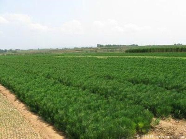 黑松苗圖片基地實(shí)拍 黑松苗圖片基地實(shí)拍