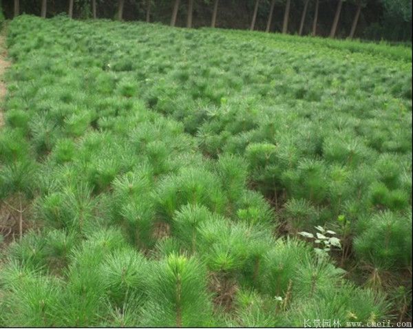 黑松苗圖片基地實(shí)拍 黑松苗圖片基地實(shí)拍