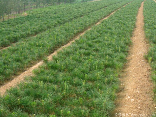 黑松苗圖片基地實(shí)拍 黑松苗圖片基地實(shí)拍