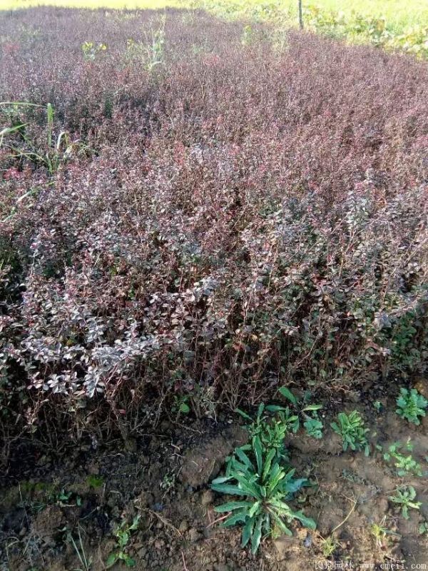 紅葉小檗圖片基地實拍 紅葉小檗圖片基地實拍