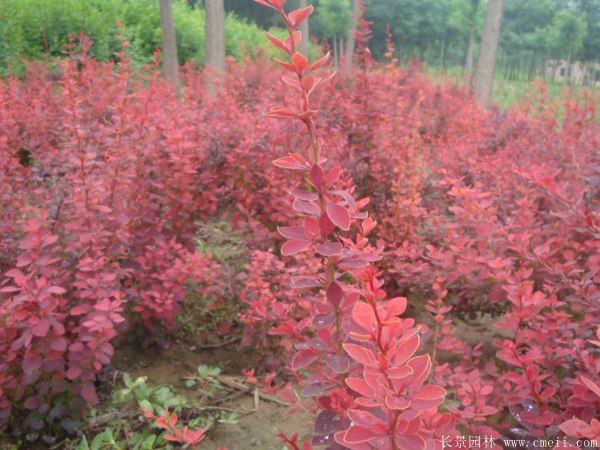 紅葉小檗圖片基地實拍 紅葉小檗圖片基地實拍