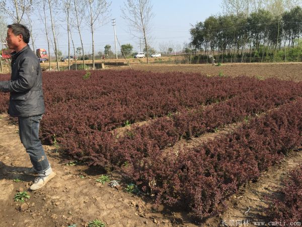 紅葉小檗圖片基地實拍 紅葉小檗圖片基地實拍