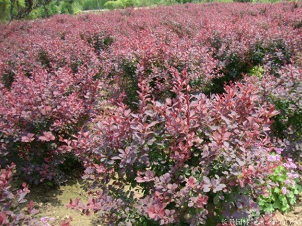 紅葉小檗圖片基地實拍 紅葉小檗圖片基地實拍