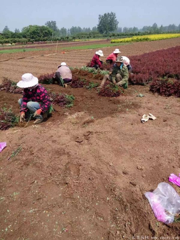 紅葉小檗圖片基地實拍 紅葉小檗圖片基地實拍