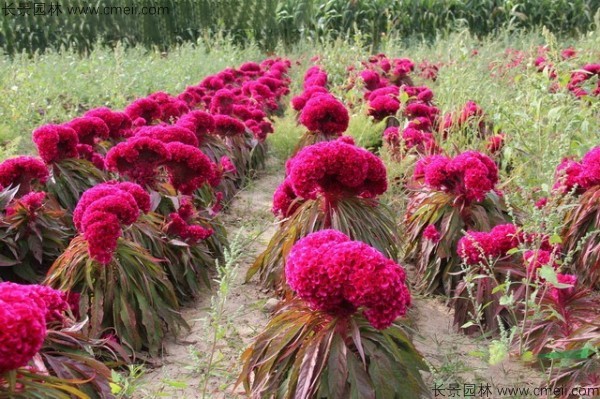雞冠花 雞冠花