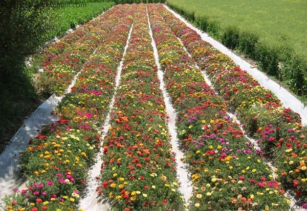 太陽(yáng)花 太陽(yáng)花