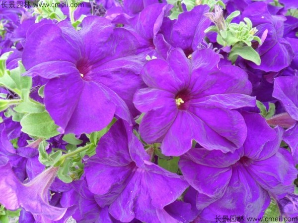 牽?；ǚN子發(fā)芽出苗開花圖片