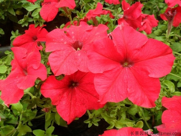 牽?；ǚN子發(fā)芽出苗開花圖片
