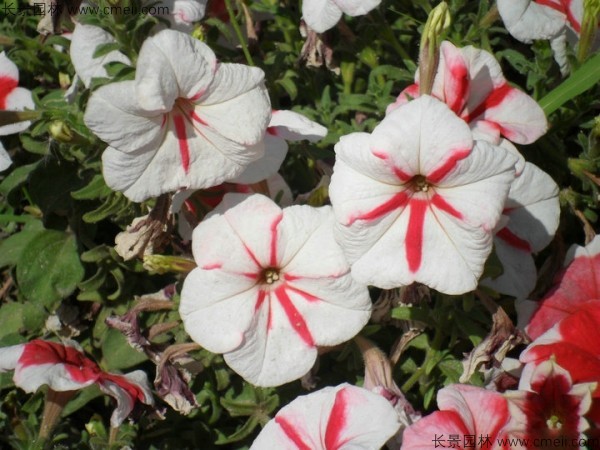 牽?；ǚN子發(fā)芽出苗開花圖片