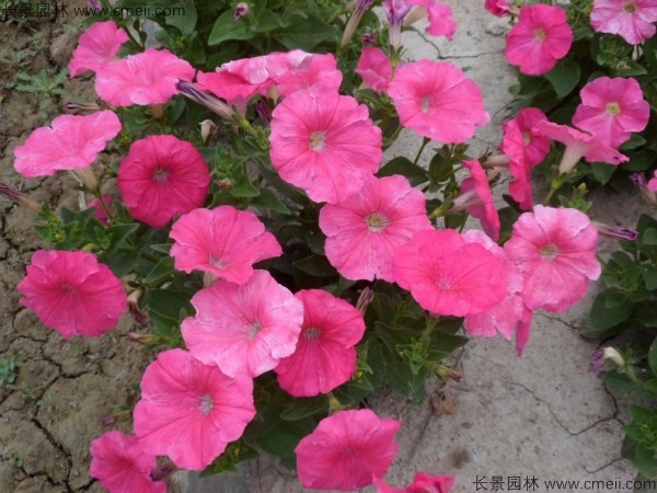 牽?；ǚN子發(fā)芽出苗開花圖片