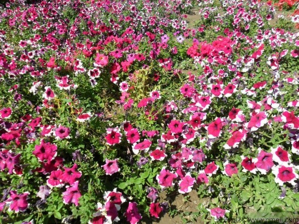 牽?；ǚN子發(fā)芽出苗開花圖片
