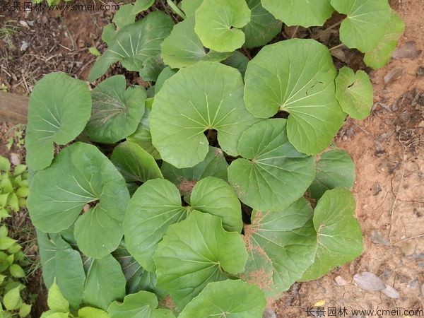 大吳風(fēng)草 大吳風(fēng)草