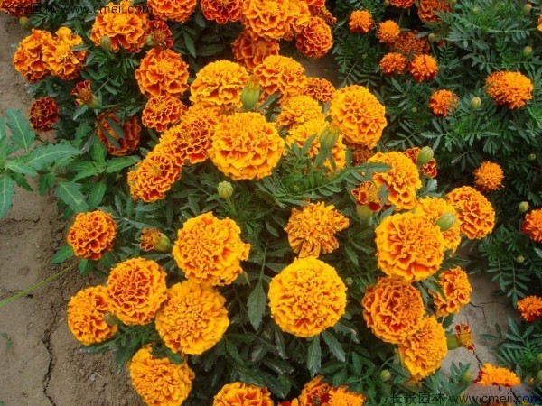 孔雀草 孔雀草