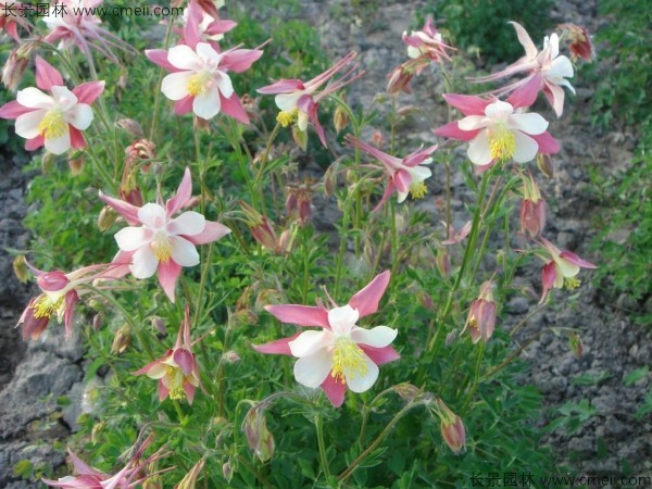 耬斗菜 耬斗菜