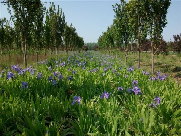 藍(lán)花鳶尾 藍(lán)花鳶尾