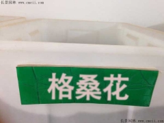 格?；ǚN子