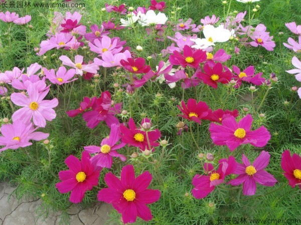 格?；ǚN子發(fā)芽出苗開(kāi)花圖片