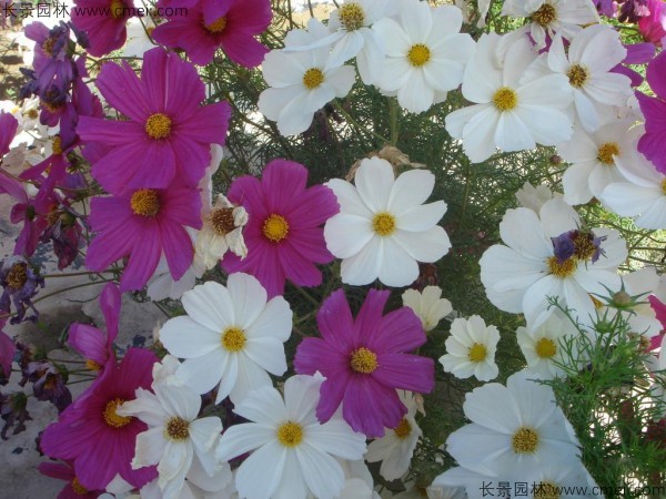 格?；ǚN子發(fā)芽出苗開(kāi)花圖片