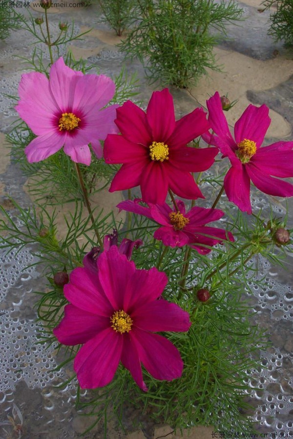 格?；ǚN子發(fā)芽出苗開(kāi)花圖片