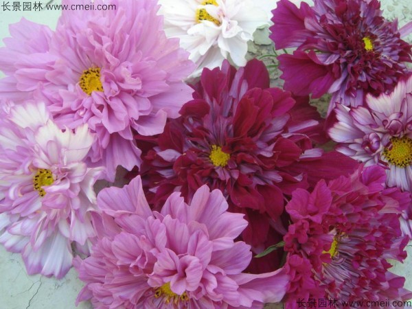 格?；ǚN子發(fā)芽出苗開(kāi)花圖片