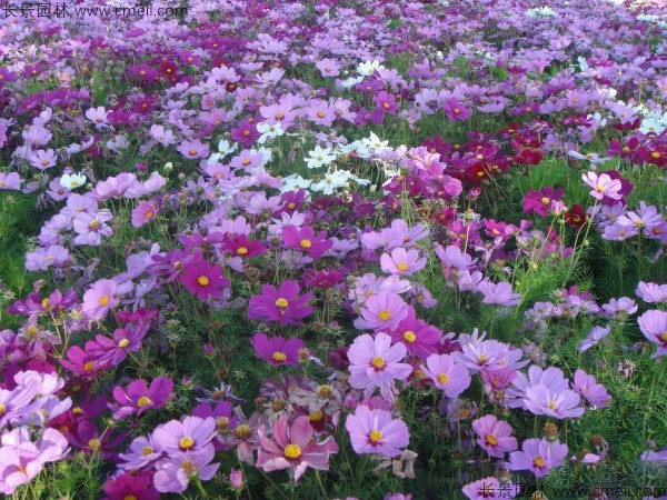 格?；ǚN子發(fā)芽出苗開(kāi)花圖片