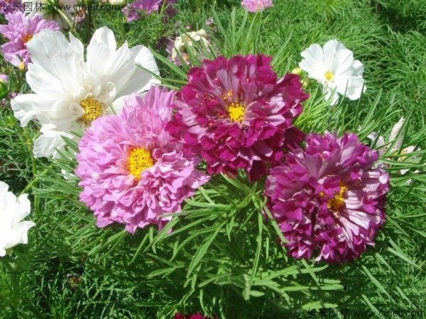 格?；ǚN子發(fā)芽出苗開(kāi)花圖片