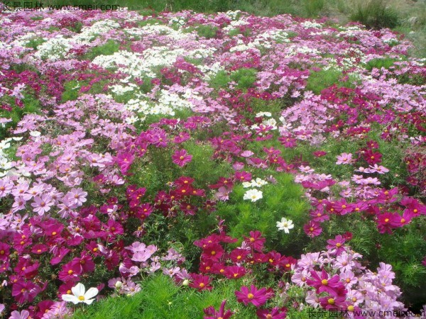 格桑花種子發(fā)芽出苗開(kāi)花圖片