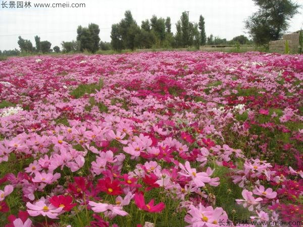 格?；ǚN子發(fā)芽出苗開(kāi)花圖片