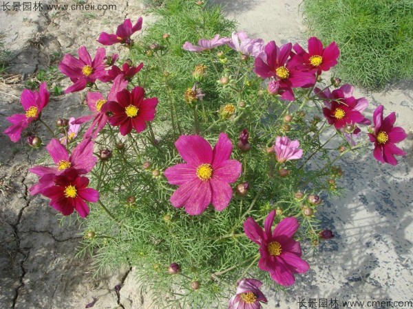 格?；ǚN子發(fā)芽出苗開(kāi)花圖片