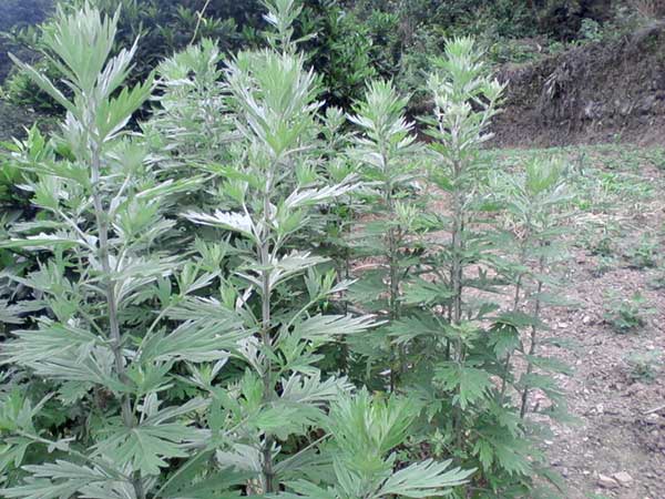 艾草 艾草