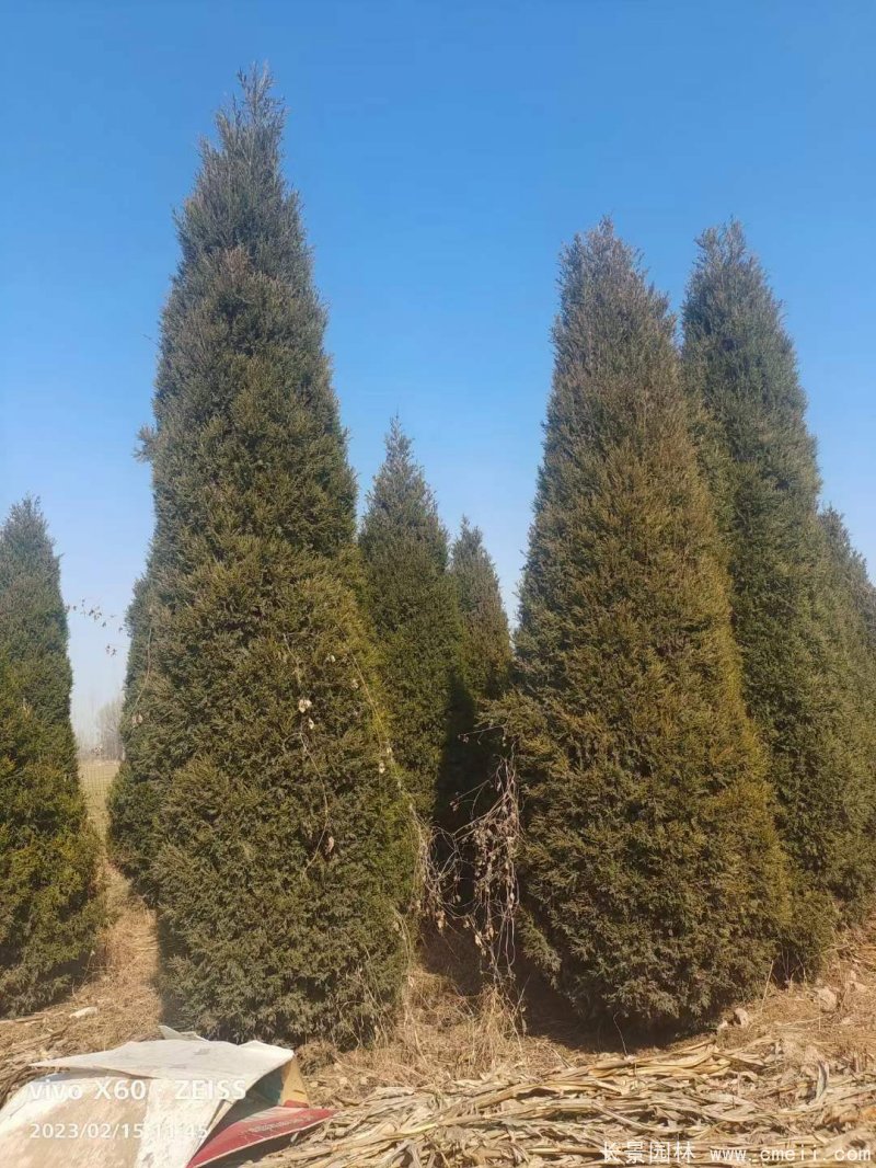 塔柏 塔柏