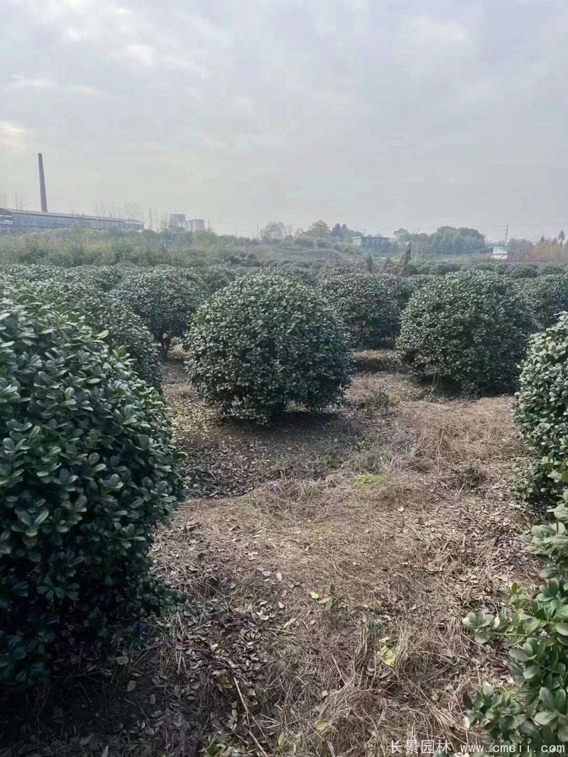 枸骨球 枸骨球